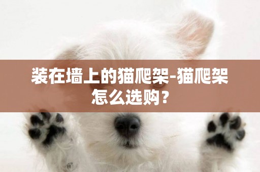 裝在墻上的貓爬架-貓爬架怎么選購？