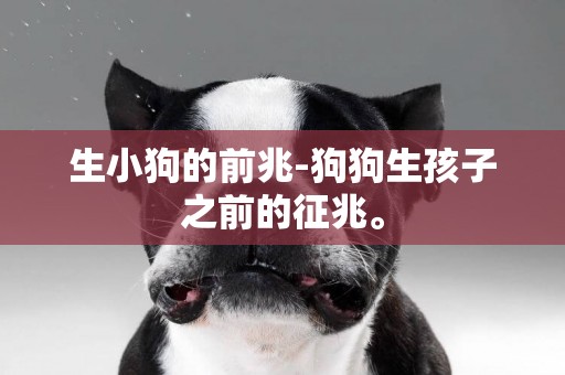 生小狗的前兆-狗狗生孩子之前的征兆。