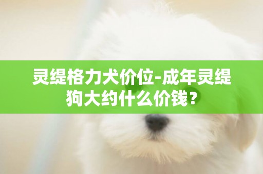 靈緹格力犬價位-成年靈緹狗大約什么價錢？