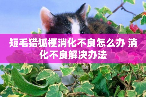 短毛獵狐梗消化不良怎么辦 消化不良解決辦法