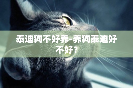 泰迪狗不好養-養狗泰迪好不好？