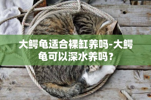 大鱷龜適合裸缸養嗎-大鱷龜可以深水養嗎？