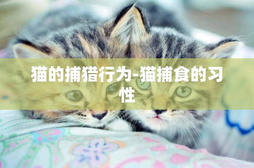貓的捕獵行為-貓捕食的習性
