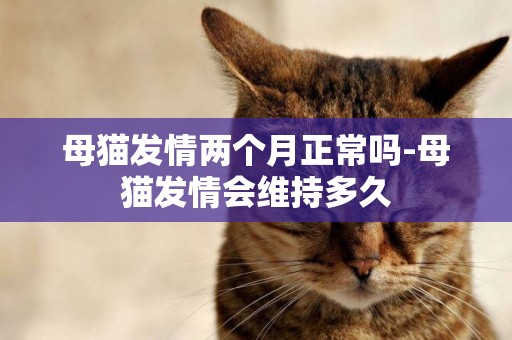 母貓發情兩個月正常嗎-母貓發情會維持多久