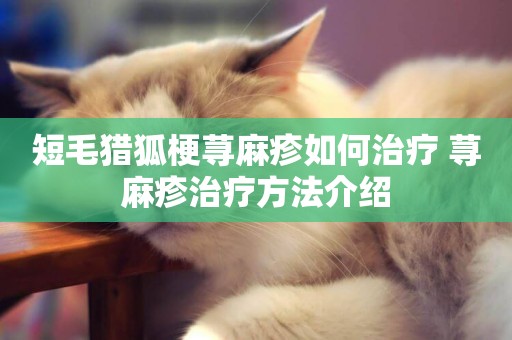 短毛獵狐梗蕁麻疹如何治療 蕁麻疹治療方法介紹