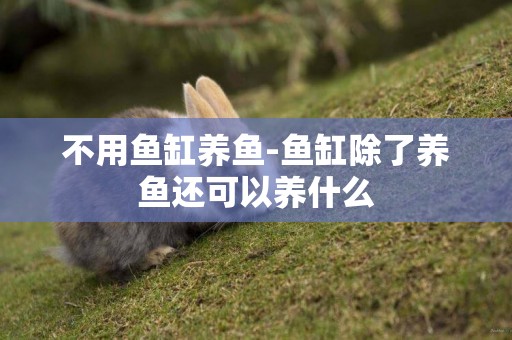 不用魚缸養魚-魚缸除了養魚還可以養什么