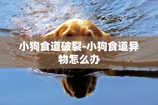 小狗食道破裂-小狗食道異物怎么辦