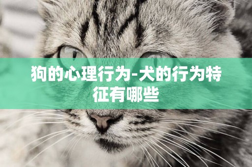 狗的心理行為-犬的行為特征有哪些