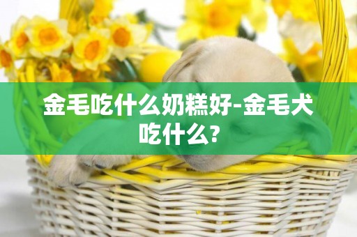 金毛吃什么奶糕好-金毛犬吃什么?
