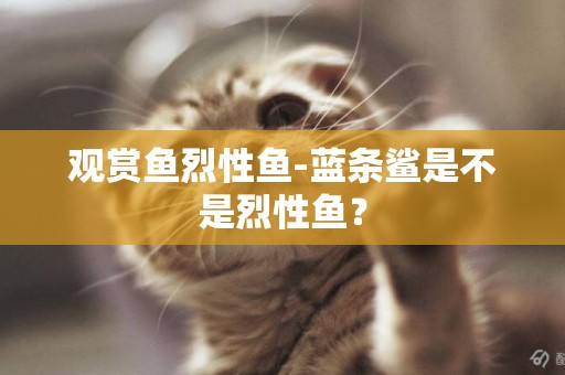 觀賞魚烈性魚-藍條鯊是不是烈性魚？