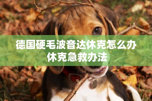 德國硬毛波音達休克怎么辦 休克急救辦法