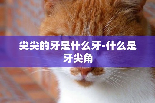 尖尖的牙是什么牙-什么是牙尖角