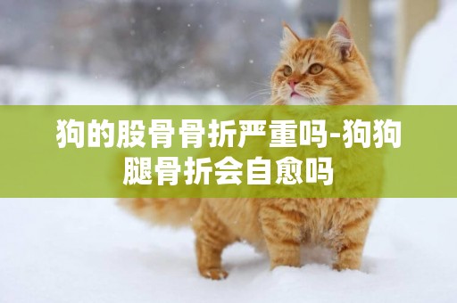 狗的股骨骨折嚴重嗎-狗狗腿骨折會自愈嗎
