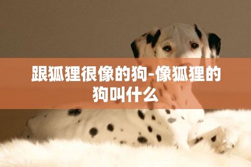 跟狐貍很像的狗-像狐貍的狗叫什么