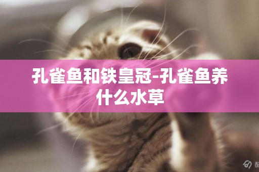 孔雀魚和鐵皇冠-孔雀魚養什么水草