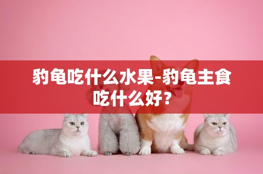 豹龜吃什么水果-豹龜主食吃什么好？