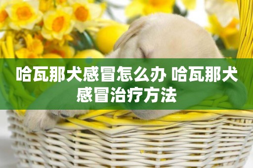 哈瓦那犬感冒怎么辦 哈瓦那犬感冒治療方法