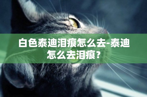 白色泰迪淚痕怎么去-泰迪怎么去淚痕？