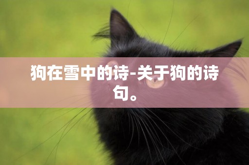 狗在雪中的詩-關于狗的詩句。
