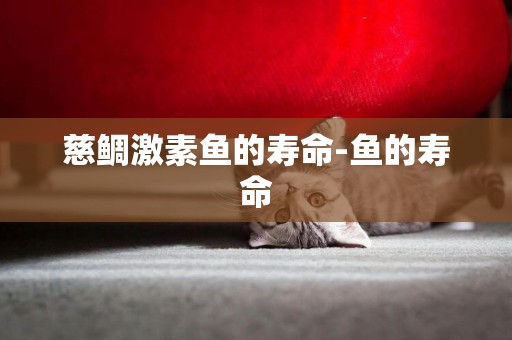 慈鯛激素魚的壽命-魚的壽命