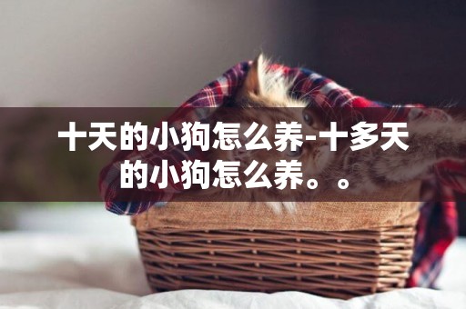 十天的小狗怎么養-十多天的小狗怎么養。。
