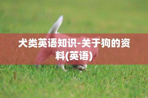 犬類英語知識-關于狗的資料(英語)