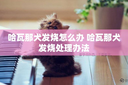 哈瓦那犬發燒怎么辦 哈瓦那犬發燒處理辦法