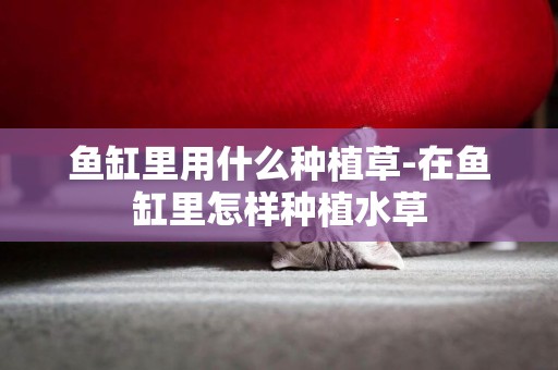 魚缸里用什么種植草-在魚缸里怎樣種植水草