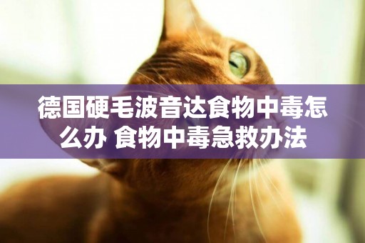 德國硬毛波音達食物中毒怎么辦 食物中毒急救辦法