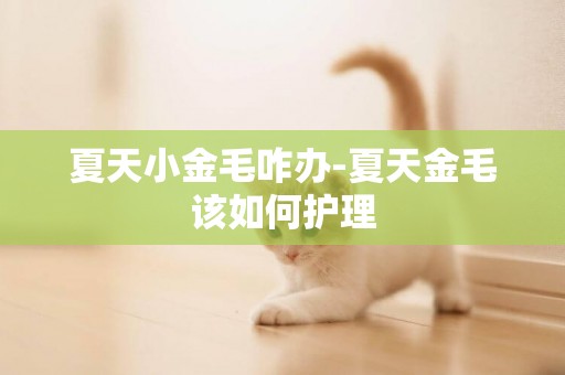 夏天小金毛咋辦-夏天金毛該如何護理