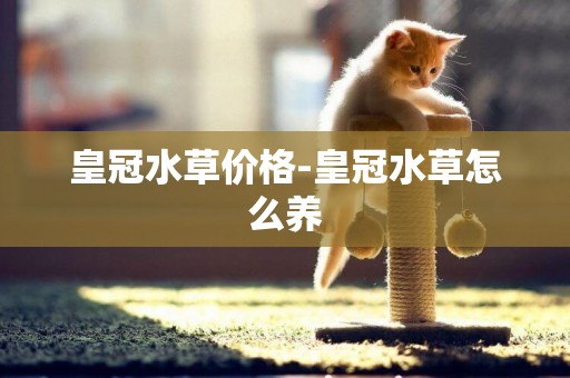 皇冠水草價格-皇冠水草怎么養
