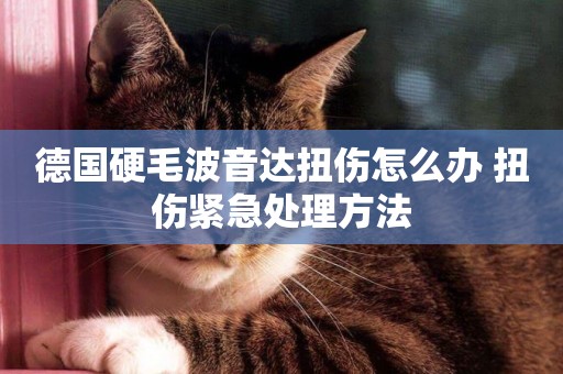 德國硬毛波音達扭傷怎么辦 扭傷緊急處理方法