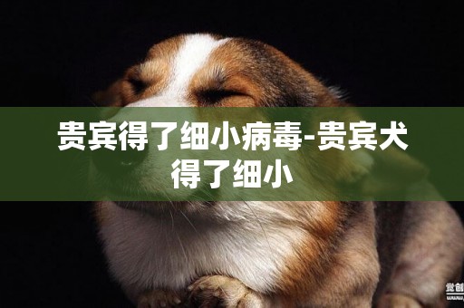 貴賓得了細小病毒-貴賓犬得了細小