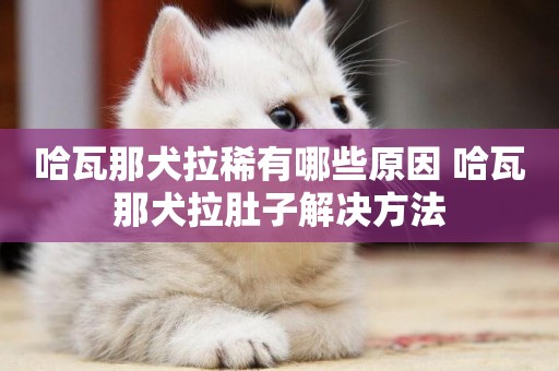 哈瓦那犬拉稀有哪些原因 哈瓦那犬拉肚子解決方法