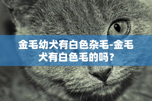 金毛幼犬有白色雜毛-金毛犬有白色毛的嗎？