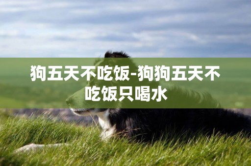 狗五天不吃飯-狗狗五天不吃飯只喝水