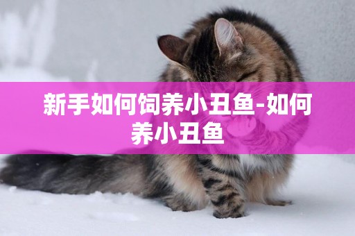 新手如何飼養小丑魚-如何養小丑魚