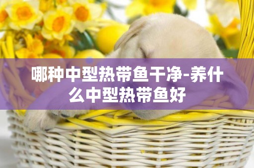 哪種中型熱帶魚干凈-養什么中型熱帶魚好