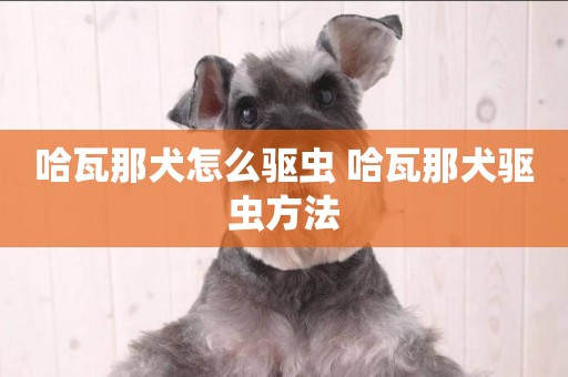 哈瓦那犬怎么驅蟲 哈瓦那犬驅蟲方法