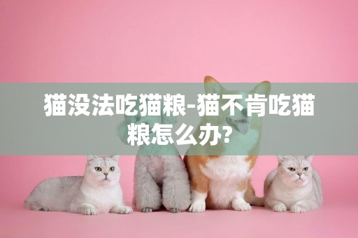 貓沒法吃貓糧-貓不肯吃貓糧怎么辦?