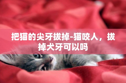 把貓的尖牙拔掉-貓咬人，拔掉犬牙可以嗎