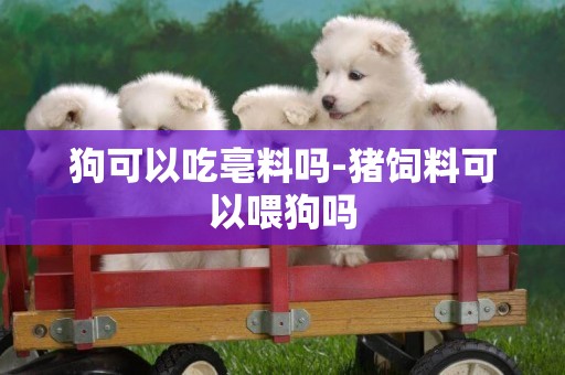 狗可以吃亳料嗎-豬飼料可以喂狗嗎