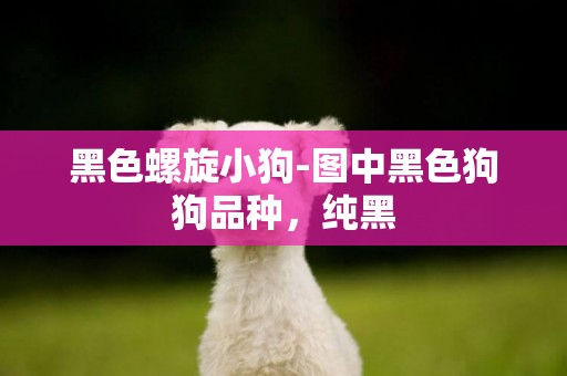 黑色螺旋小狗-圖中黑色狗狗品種，純黑
