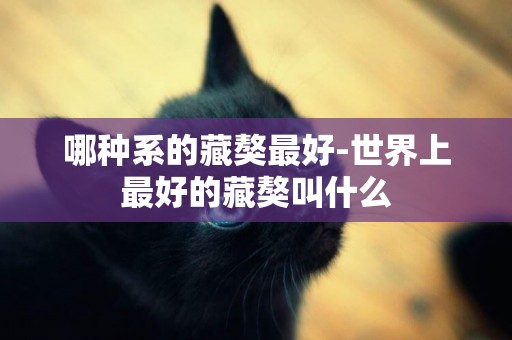 哪種系的藏獒最好-世界上最好的藏獒叫什么