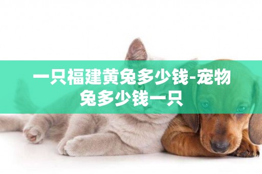 一只福建黃兔多少錢-寵物兔多少錢一只