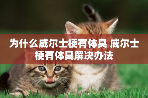 為什么威爾士梗有體臭 威爾士梗有體臭解決辦法