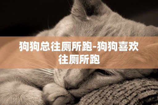 狗狗總往廁所跑-狗狗喜歡往廁所跑