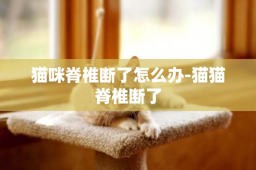 貓咪脊椎斷了怎么辦-貓貓脊椎斷了