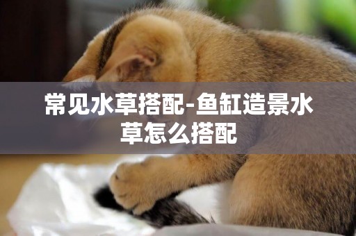 常見水草搭配-魚缸造景水草怎么搭配