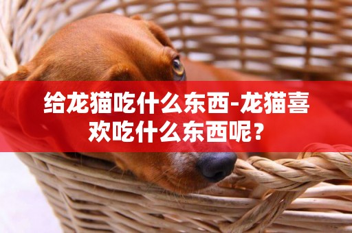 給龍貓吃什么東西-龍貓喜歡吃什么東西呢？